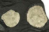 Pyrite Suns on Slate - Sparta, Illinois #315859-1